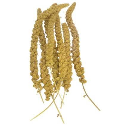 Sunseed Golden Millet Spray Natural Bird Treat - 25 lbs